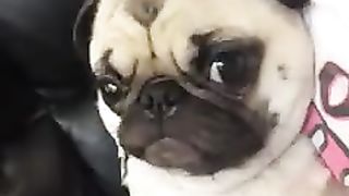 yawning pug dog