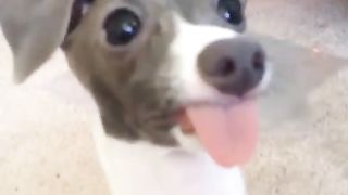 dog licking