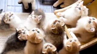 12 Ways to Improve at cute cat