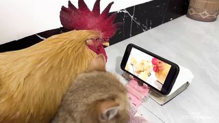 Cat and rooster when they watch their film together