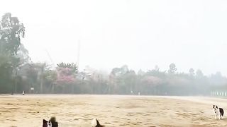 Funny pets dogs