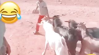 TikTok Compilation video