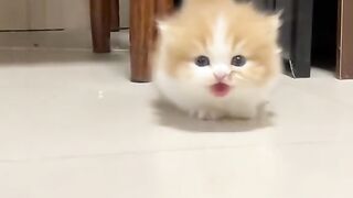Pet 01