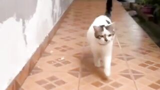 Viral cat videos 2023