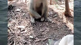 Funnt animals