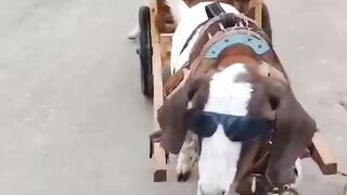 Thar funny video #short #shortvideo