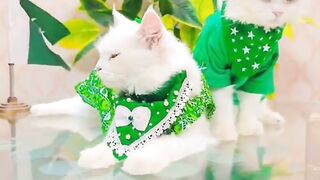 A Day in the Life of cute cat