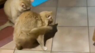 You'll Never Believe This cute cat Fact