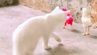 Funny cat and chicks #cat #cutecat #pet