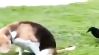 Funny Dogs video aho