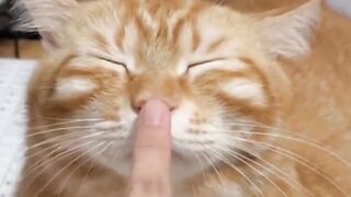 Sleepy Cute cat