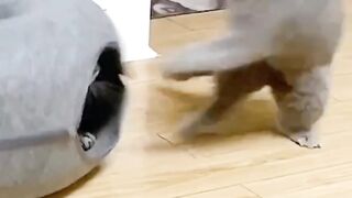 Cat Fight :Funny cute Cat