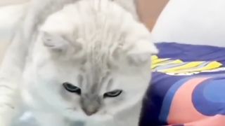 Amazing cat video 3