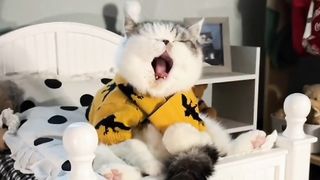 Why cute cat Is Trending Right Now