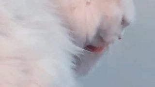 Nice cute cat #fyp #lovelycat #cutecat #pet