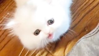 How People are Reacting to cute cat 2