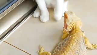 Cute cat Theory: Behind the Scenes 2