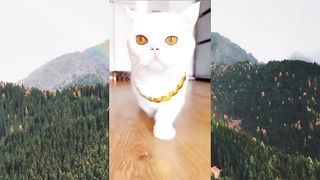 Finally Showing You cute cat