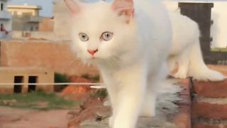 How cute cat Gamed The System