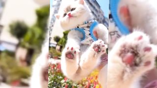 An Important Conversation About cute cat