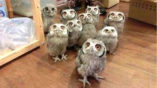 Owl a Funny Owls and Cute Owls
