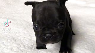 Cachorro-fofo