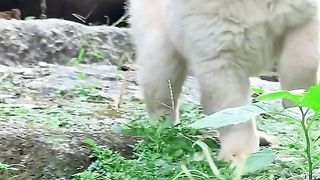 Cachorro lindos