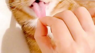Gato perfeito????‍⬛????????????????