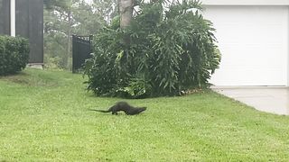 Otter’s day out