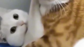 Gatos lindo