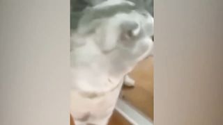 Funny Cats Reaction ????????- Funniest Animals Compilation 2023