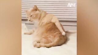New Funny Animals 2023 ???? Funniest Cats and Dogs Videos #93
