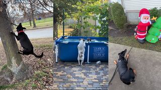Dogs Doing Funny Things ???? Best of August 2023