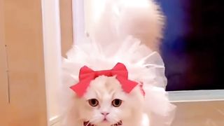 Elky Eye baby cute cat