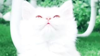 Beautiful Eye Katrina #cutecat #catlover #fyp #viral #trending