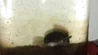 Channa limbata fish, aggressive