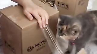cute funny cat helping hoommaann