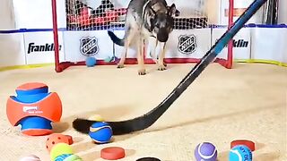 smart dog catch a ball