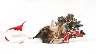Adorable Cat Compilation: A Heartwarming Journey Through Feline Cuteness"