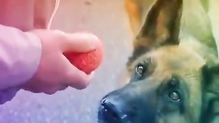 Dog's love's with man