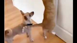 Funny clip nice clip