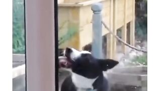 Funny Dogs Compilation ????????