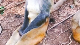 Funny video cat ???? and dog ????