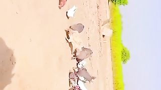Murghyaa 2