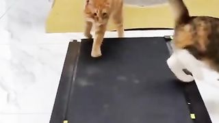 Funny | Hilarious Cats on a Treadmill | FunFM
