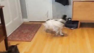 Funny | Edwin's Mail Misadventures! | FunFM