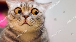 Funny Bollywood Animals Action Scene _ Jhallu bhai(720P_HD).
