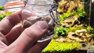 ???? Adding 'crypto' capsules to the bottom of my aquarium! ????
