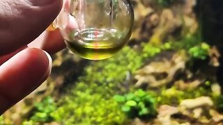 ✨️ Turning algae battles into pure magic!