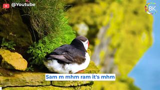 Animals in 8K ULTRA HD - High Resolution 8K Video (60 FPS) 2